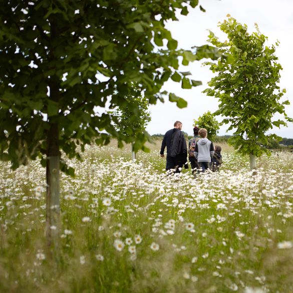 Green Woodland Burial Site Oxfordshire Wiltshire Westmill Woodland
